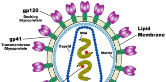 HIV: 130mila infezioni solo in Italia hiv