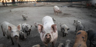 “SFATTORIA”. RIGHINI-VALERI (FDI): EVITARE STRAGE SI DEVEMA AMMINISTRAZIONI PD NON HANNO FATTO CONTROLLI