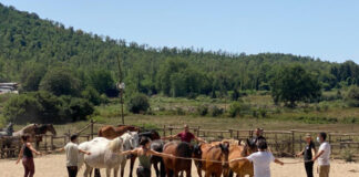INCONTRO CON I CAVALLI E I BUTTERI CONTEMPORANEI DEL VIVARO