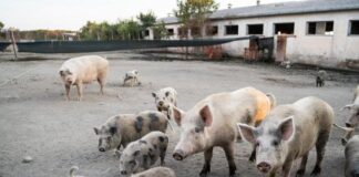 SFATTORIA. RIGHINI – VALERI (FDI) : CONFERMATA NOSTRA IPOTESI SU PROVVEDIMENTO INADEGUATO