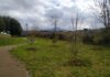 Grottaferrata: piantumati 140 ulivi tra Colle Sant’Antonio e il Parco degli Ulivi