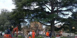 Alberatura e verde a Ciampino, l’assessora Giglio dialoga con i cittadini alberipotaticiampino