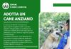 Dal Comune di Monte Compatri un bonus per chi adotta un cane anziano adottacaneanziano