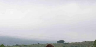 Atletica Frascati, Flaminia Caruso domina a Tivoli sui 600 metri: primato regionale sfiorato