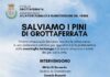Salviamo i pini di Grottaferrata cocciniglia