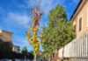 A Ciampino si piantano nuovi alberi ciampinoalberi