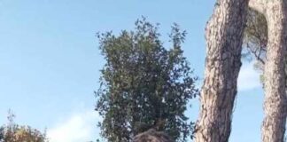 Atletica Frascati, Giordano Baccani si è laureato campione regionale Ragazzi sui 60 ostacoli