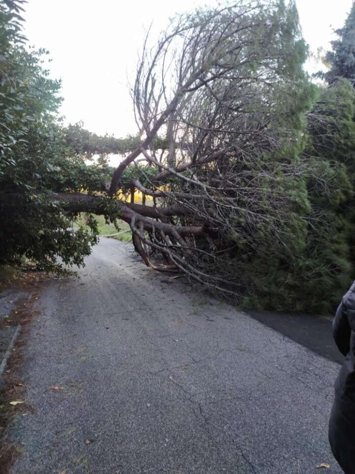 albericaduticompatri