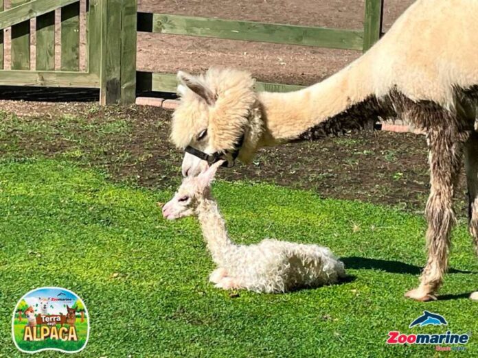 esploratorizoomarine