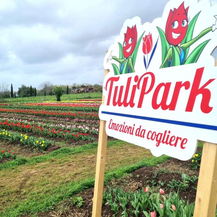 tulipark