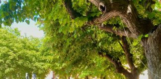 Grottaferrata, Francesca Antonelli “Rimango in minoranza” forzaitaliagrottaferrataeuropee2024