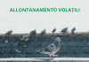 Allontanamento dei volatili a Roma volatiliaroma
