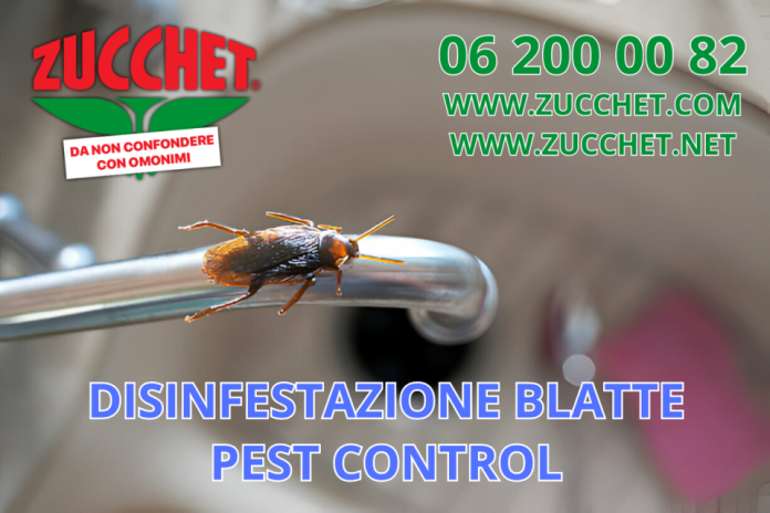 disinfestazioneblatte