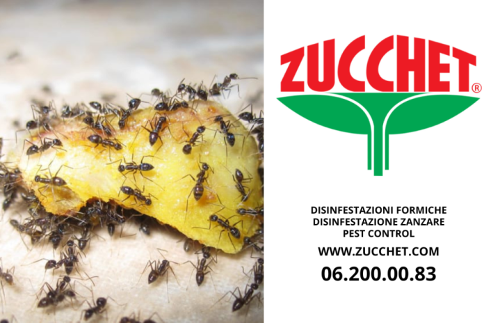 disinfestazioneformiche