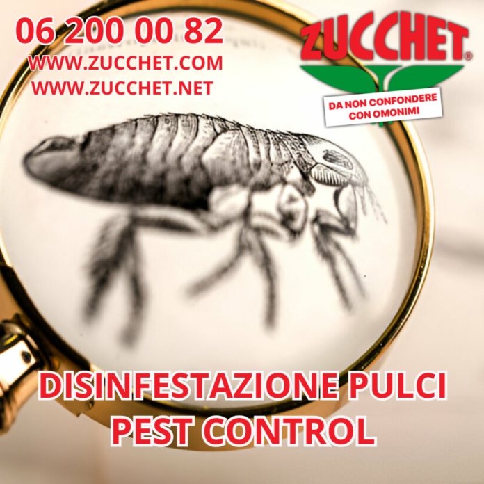 disinfestazionipulci