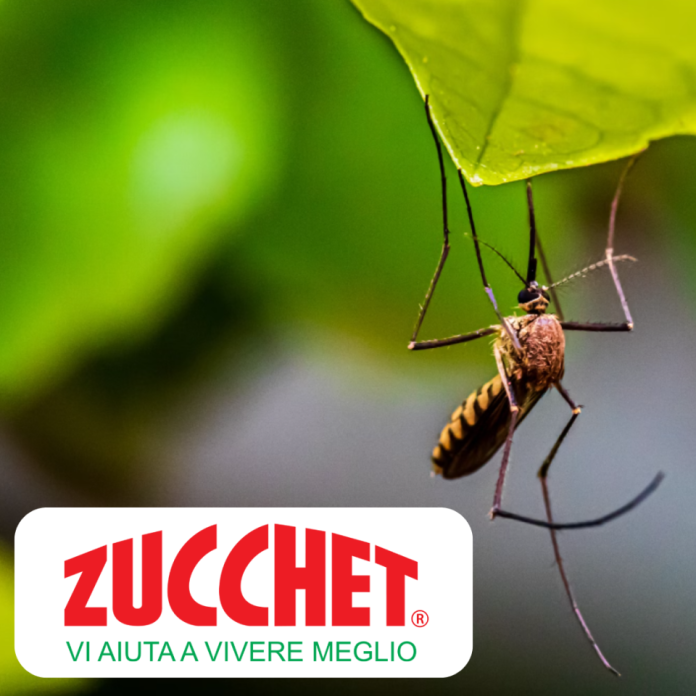 zanzarearoma