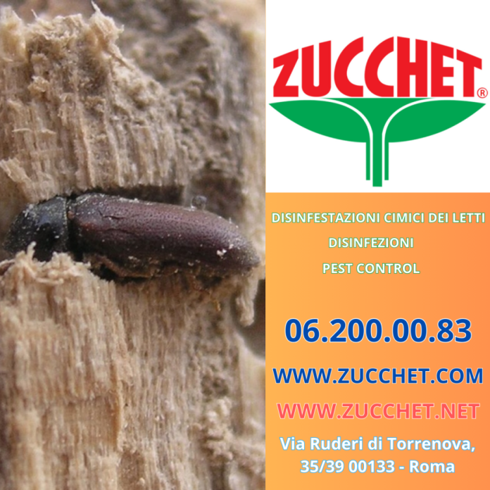 disinfestazionetarlilegno