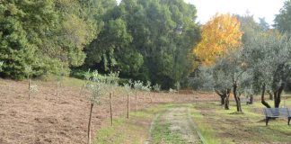 Grottaferrata, approvato il Regolamento del Verde Pubblico: la visione di lungo termine per valorizzare il verde cittadino