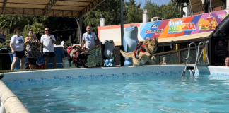 A 2 e 4 zampe, a Zoomarine torna l’evento “Splash Dog”