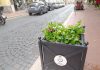 Grottaferrata, nuovi fiori colorano Corso del Popolo