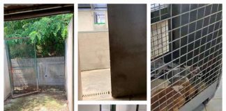 FD’I Valeri “Mentre i PD si vanta di inefficaci campagne di adozione il canile di Roma Capitale scoppia”