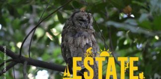 Parco dei Castelli Romani presenta Gli abitanti della notte