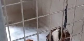 Canile Muratella, Rocca e Valeri (Fdi) “Si faccia chiarezza”