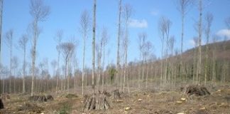 Tagli boschivi, l’economia legata al castagno e la tutela dell’ambiente