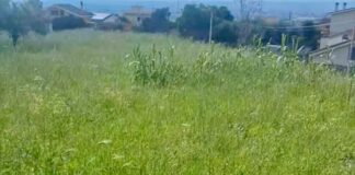 Forza Italia Frascati, “Verde pubblico nell’abbandono”