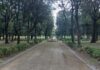 Forza Italia e Io Amo Frascati “Villa Torlonia, 37 alberi abbattuti nel silenzio dell’Amministrazione Sbardella”