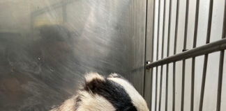 Sicurezza e conservazione dell’ambiente