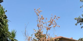 Fdi Grottaferrata, “Verde urbano: nessuna ripiantumazione, ma 9.500 euro per la progettazione delle aiuole”