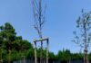 AVS Velletri “Un albero per crescere ha bisogno di cure”