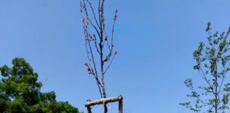 AVS Velletri “Un albero per crescere ha bisogno di cure”