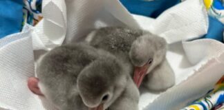 “Effetto Rosa”. Zoomarine annuncia la nascita di due fenicotteri minori (Phoeniconaias minor) un traguardo straordinario per questa specie classificata come prossima alla minaccia (NT) che sarà celebrato anche dal parco Aquafelix per un week end a tema Flamingo il 9 e 10 agosto 2025