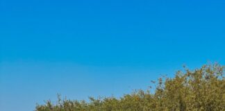 Frascati, indetta Conferenza di Servizi per abbattimento e ripiantumazione alberi pericolosi