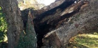 Forza Italia e Io Amo Frascati “Censimento alberi, il documento Cantiani smentisce la Sindaca Sbardella” Alberi