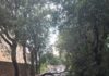Centrodestra Frascati “Caduta alberi e rami, silenzio dell’Amministrazione”