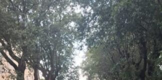 Centrodestra Frascati “Caduta alberi e rami, silenzio dell’Amministrazione”