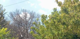 Santa Maria Mole, Pace (Pd): “Eliminare pericolo e riaprire subito via Repubblica”