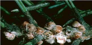 Frascati nella zona rossa per la “cocciniglia tartaruga”, il Centrodestra chiede all’Amministazione Sbardella un rendiconto delle azione intraprese cocciniglia tartaruga (foto tratta dal web)