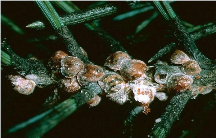 cocciniglia tartaruga (foto tratta dal web)