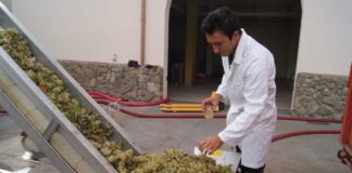 Il Movimento Turismo del Vino Lazio ha recentemente annunciato la nomina di Francesco De Sanctis come nuovo Presidente regionale.
