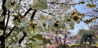 Giardini di Ninfa: monumento naturale della Regione Lazio Primavera ai giardini di Ninfa