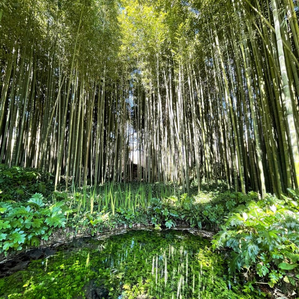 Particolare dei giardini di Ninfa- foto della Fondazione Caetani