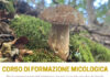 Torna il Corso di Formazione Micologica al Parco dei Castelli Romani