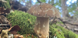 Torna il Corso di Formazione Micologica al Parco dei Castelli Romani