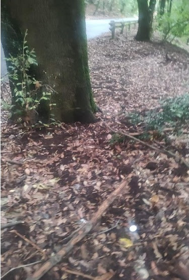 Fototrappole Frascati