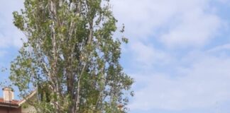 Legati a Monte Compatri “Parco di Laghetto, promesse dimenticate e degrado sotto gli occhi di tutti”
