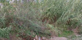 Pro Italia: rischio ostruzione del fosso di via Sebastiani a Frascati, serve un intervento urgente